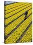 A Farmer Cuts Daffodils-null-Stretched Canvas