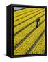 A Farmer Cuts Daffodils-null-Framed Stretched Canvas