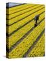 A Farmer Cuts Daffodils-null-Stretched Canvas