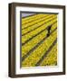 A Farmer Cuts Daffodils-null-Framed Photographic Print