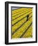 A Farmer Cuts Daffodils-null-Framed Photographic Print