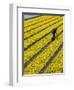 A Farmer Cuts Daffodils-null-Framed Photographic Print