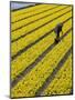 A Farmer Cuts Daffodils-null-Mounted Photographic Print