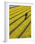 A Farmer Cuts Daffodils-null-Framed Photographic Print