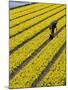 A Farmer Cuts Daffodils-null-Mounted Photographic Print