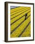 A Farmer Cuts Daffodils-null-Framed Photographic Print