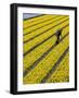 A Farmer Cuts Daffodils-null-Framed Photographic Print