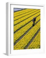 A Farmer Cuts Daffodils-null-Framed Photographic Print
