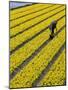 A Farmer Cuts Daffodils-null-Mounted Photographic Print