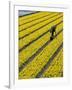 A Farmer Cuts Daffodils-null-Framed Photographic Print