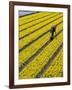 A Farmer Cuts Daffodils-null-Framed Photographic Print