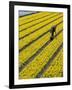 A Farmer Cuts Daffodils-null-Framed Photographic Print