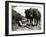 A Farmer Takes a Break with His 2 Horses after Ploughing His Field, 1934-null-Framed Photographic Print