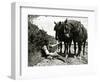 A Farmer Takes a Break with His 2 Horses after Ploughing His Field, 1934-null-Framed Photographic Print