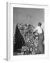 A Farmer Unloading a Truckful of Sweet Corn-null-Framed Photographic Print