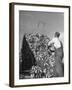 A Farmer Unloading a Truckful of Sweet Corn-null-Framed Photographic Print