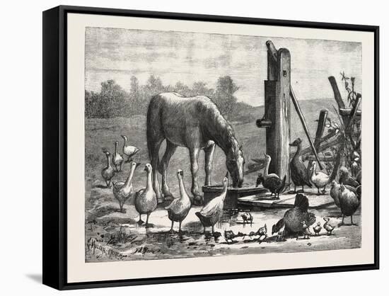 A Fashionable Watering Place. Horse, Geese, Chicken, Outdoor, Farm, 1876-null-Framed Stretched Canvas