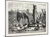 A Fashionable Watering Place. Horse, Geese, Chicken, Outdoor, Farm, 1876-null-Mounted Giclee Print