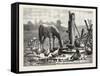 A Fashionable Watering Place. Horse, Geese, Chicken, Outdoor, Farm, 1876-null-Framed Stretched Canvas