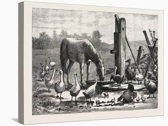 A Fashionable Watering Place. Horse, Geese, Chicken, Outdoor, Farm, 1876-null-Stretched Canvas
