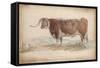 A Fat Long-Horned Ox-null-Framed Stretched Canvas