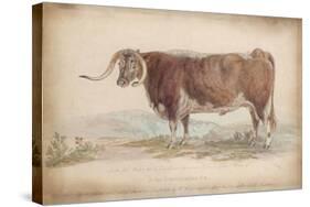 A Fat Long-Horned Ox-null-Stretched Canvas