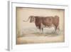 A Fat Long-Horned Ox-null-Framed Art Print