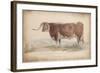 A Fat Long-Horned Ox-null-Framed Art Print