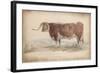 A Fat Long-Horned Ox-null-Framed Art Print