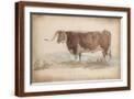 Brown Frame