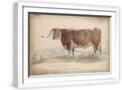 White Frame