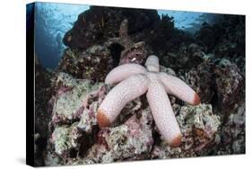 A Fat Starfish Clings to Rocks in the Solomon Islands-Stocktrek Images-Stretched Canvas