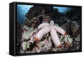 A Fat Starfish Clings to Rocks in the Solomon Islands-Stocktrek Images-Framed Stretched Canvas