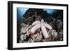 A Fat Starfish Clings to Rocks in the Solomon Islands-Stocktrek Images-Framed Photographic Print