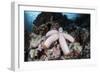 A Fat Starfish Clings to Rocks in the Solomon Islands-Stocktrek Images-Framed Photographic Print