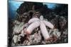 A Fat Starfish Clings to Rocks in the Solomon Islands-Stocktrek Images-Mounted Photographic Print