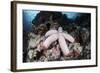 A Fat Starfish Clings to Rocks in the Solomon Islands-Stocktrek Images-Framed Photographic Print