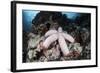 A Fat Starfish Clings to Rocks in the Solomon Islands-Stocktrek Images-Framed Photographic Print