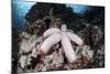 A Fat Starfish Clings to Rocks in the Solomon Islands-Stocktrek Images-Mounted Photographic Print