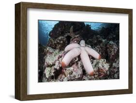 A Fat Starfish Clings to Rocks in the Solomon Islands-Stocktrek Images-Framed Photographic Print