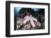 A Fat Starfish Clings to Rocks in the Solomon Islands-Stocktrek Images-Framed Photographic Print