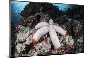 A Fat Starfish Clings to Rocks in the Solomon Islands-Stocktrek Images-Mounted Photographic Print