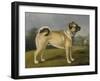 A Favorite Pug-Henry Bernard Chalon-Framed Art Print