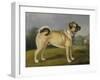 A Favorite Pug-Henry Bernard Chalon-Framed Art Print