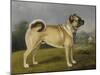 A Favorite Pug-Henry Bernard Chalon-Mounted Art Print