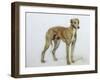 A Fawn Greyhound, 1897-Cecil Charles Windsor Aldin-Framed Giclee Print