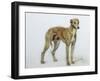 A Fawn Greyhound, 1897-Cecil Charles Windsor Aldin-Framed Giclee Print