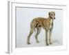 A Fawn Greyhound, 1897-Cecil Charles Windsor Aldin-Framed Giclee Print