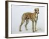 A Fawn Greyhound, 1897-Cecil Charles Windsor Aldin-Framed Giclee Print