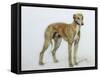 A Fawn Greyhound, 1897-Cecil Charles Windsor Aldin-Framed Stretched Canvas